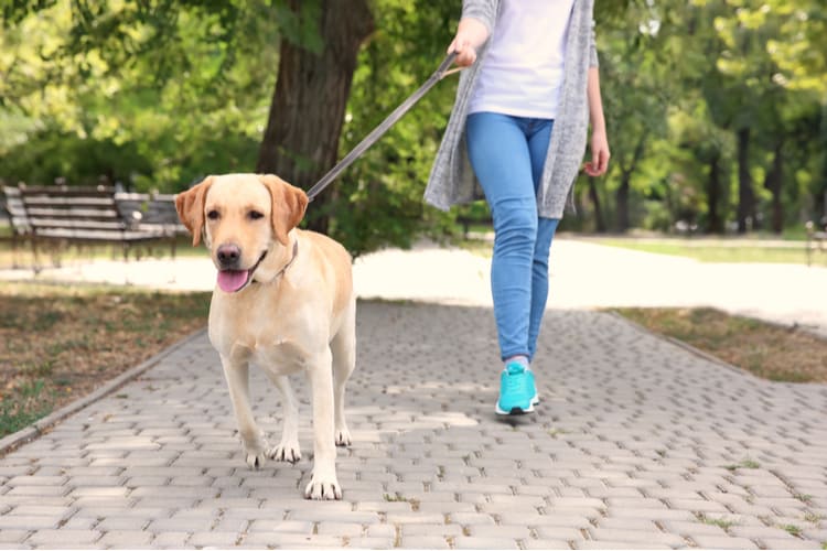 A woman walking a Labrador in a park