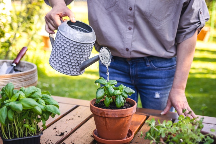 A man watering plants.