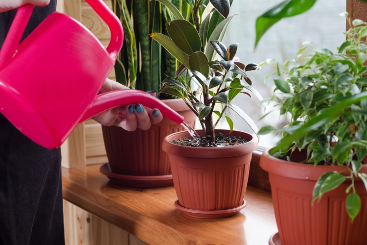 A woman watering indoor plants.