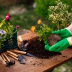 A woman adding plants to a garden.
