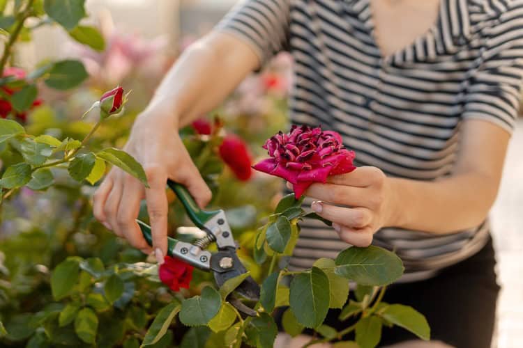 A gardener pruning a rose bush.