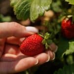A hand picking strawberries.