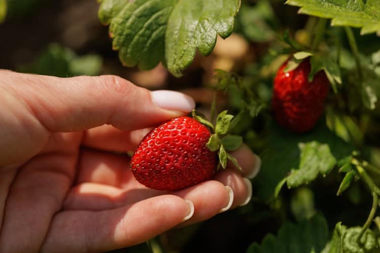 A hand picking strawberries.